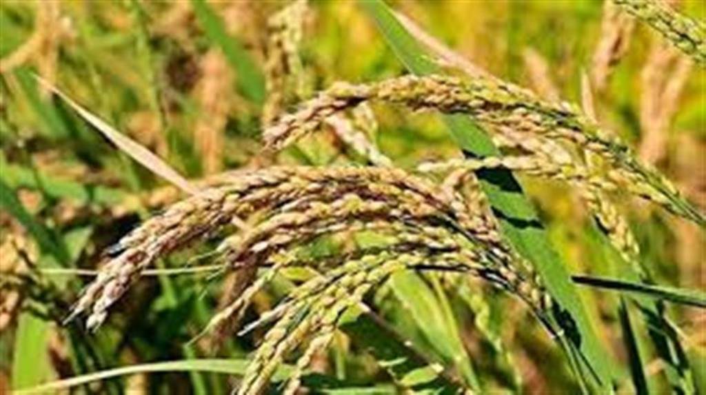 In Haryana so far payment of Rs 421485 crore has been directly transferred to the bank accounts of farmers during the Kharif season 202526